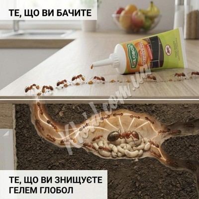 Як позбутися мурах у будинку: Повний гід зі знищення «незваних гостей»